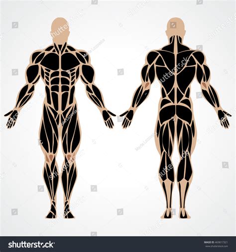 Vector Illustration Strong Muscular Man Bodybuilding Stock Vector ...