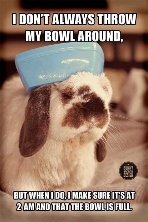 20 Hilarious Rabbit Memes For A Perfect Day Funny Rabbit Funny