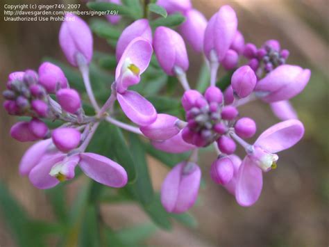 Plantfiles Pictures Match Heads Comesperma Esulifolium 1 By Ginger749