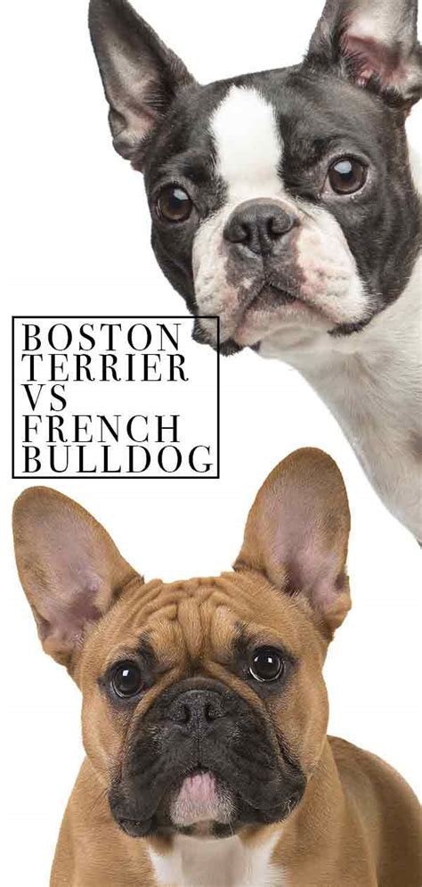 29 French Bulldog And Boston Terrier Comparison Image