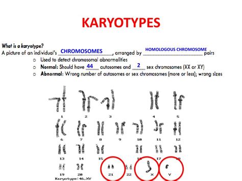 Ppt Karyotypes And Disease Powerpoint Presentation Free Download Id4678889