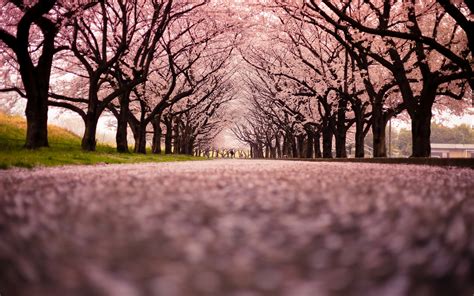 Cherry Blossom Tree Wallpaper Wallpapersafari