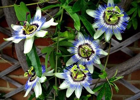 Blue Passion Flower Vine 10 Seeds Passiflora Caerulea Etsy Uk