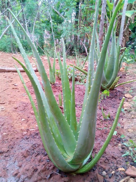Foto gharial yang diikutsertakan dalam kompetisi foto bergengsi wildlife photographer of the year ini. Jual Bibit Lidah Buaya /Aloe Vera Ukuran Besar - F-line ...