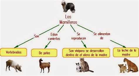 Download Mapa Conceptual De Animales Vertebrados Pictures Nietma