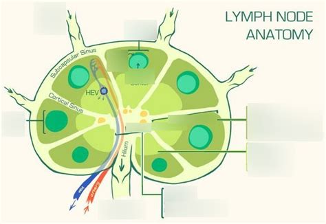 Lymph Node Diagram Quizlet