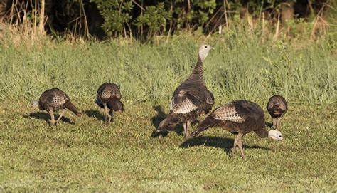 Maryland Biodiversity Project Wild Turkey Meleagris Gallopavo