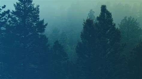 Misty Forest Green Motion Video Background