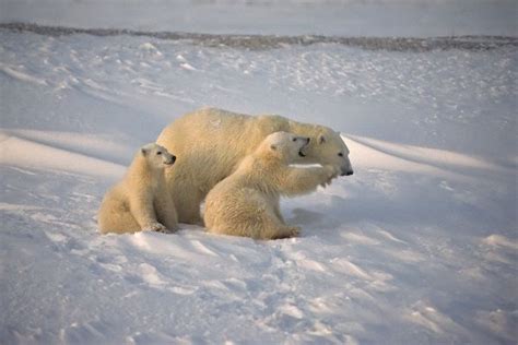 Polar Bear Reproduction Animal Facts And Information