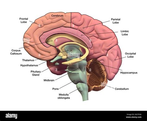 Sagital Section Of The Human Brain With Regions And Labels Stock Photo