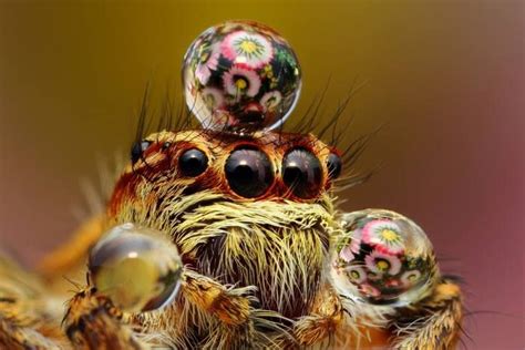 Jumping Spiders Sometimes Wear Water Droplets As Hat Jumping Spider Weird Insects Beautiful