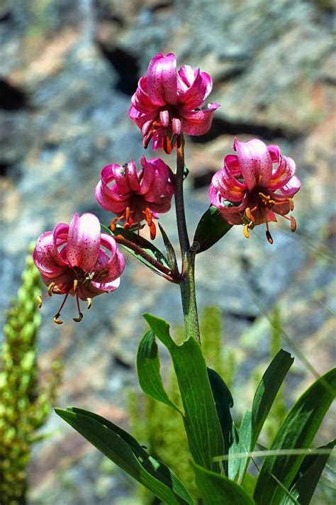 Wild Orchid Phragmipedium Pearcei In The Dark Tropic Forest Beautiful