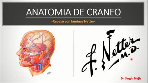 🍎 Anatomia De Craneo Anatomía Con Laminas De Netter Repaso Rápido