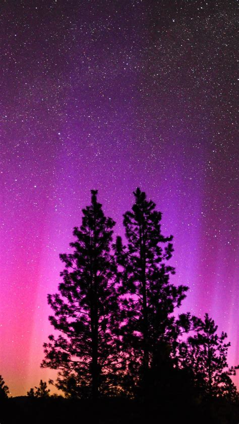 Download Wallpaper 800x1420 Northern Lights Starry Sky Night Trees