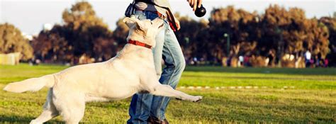 Explicacion Final El Poder Del Perro - Diferencias entre etólogo y adiestrador canino -canalHOGAR