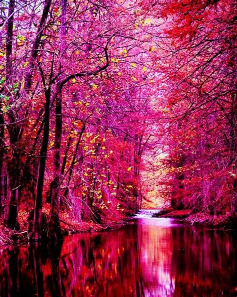 Beautiful Nature Pink Forest Beautiful Tree