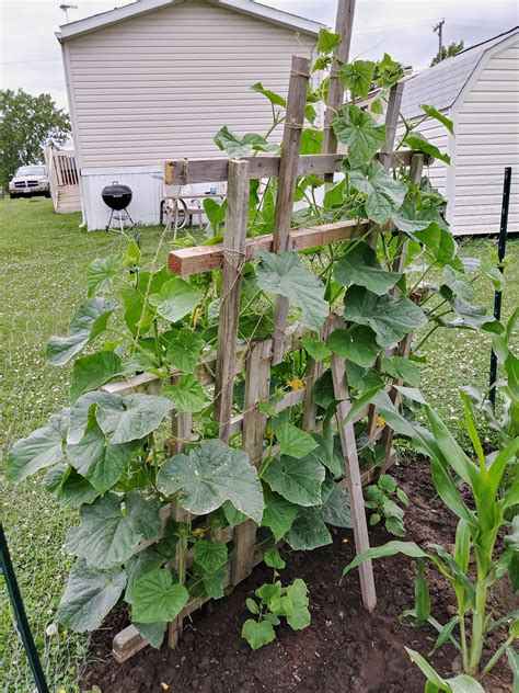 Upright Cucumber Trellis Garden Plant