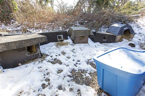 Feral Cat Winter Shelter Plans