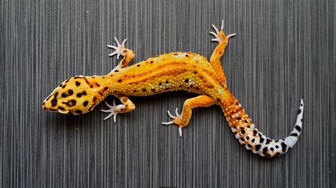 Geckos Jb Leopard Geckos