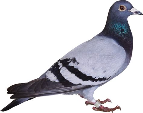 Bird Columbidae Columba Clip Art Pigeon Png Image Png Download 3419
