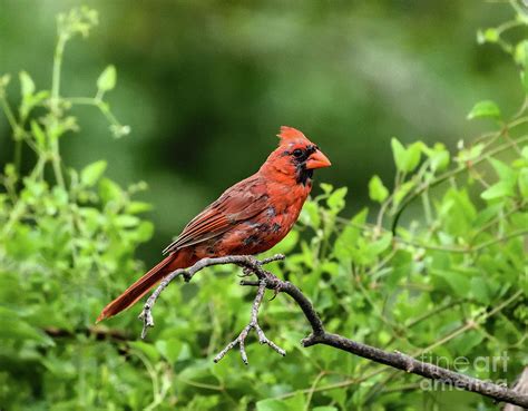 Charming Northern Cardinal Photograph By Cindy Treger Fine Art America
