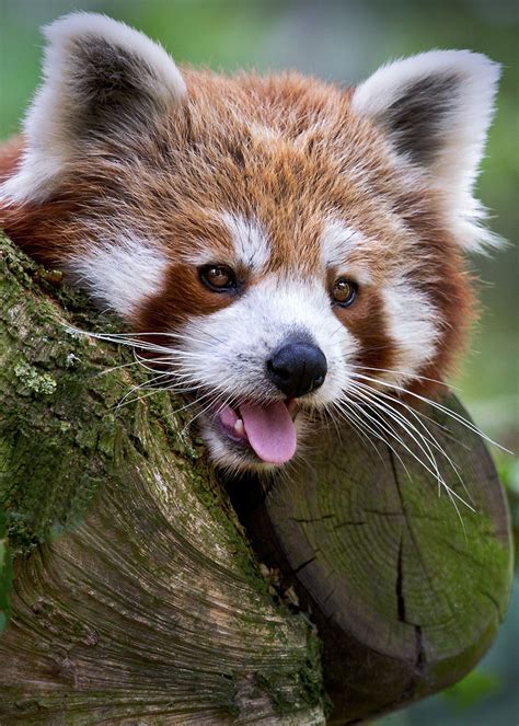 Red Panda Reminds Me Of My Border Collie Red Panda Cute Animals
