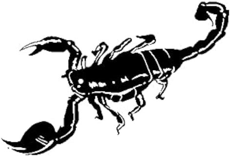 Descubrir Más De 88 Escorpion Dibujo Realista Mejor Vn