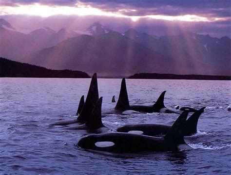 The Other Side 10 Things That I Love 8 The Orca