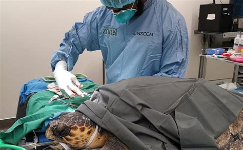 Auckland Zoo Vet Team Treat A Returning Patient Auckland Zoo News