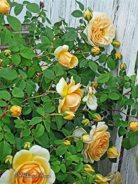 It put on a good bit of growth but it appears to have stopped growing. Hibiscus House: David Austin Teasing Georgia