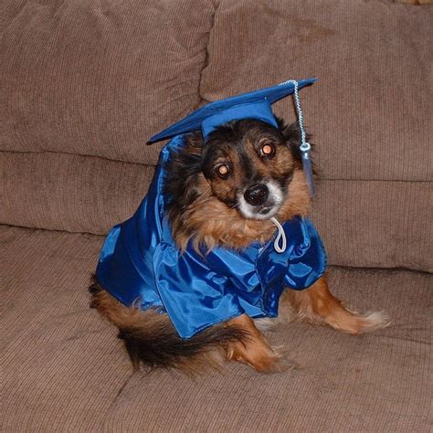 Dog Graduation Outfit Gowncap Set Variety Of Colors Etsy