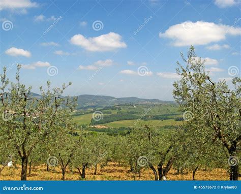 Tuscan Olive Groves 01 Stock Photo Image Of Tree Vacation 45573672