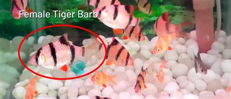 How To Determine The Gender Of Tiger Barbs