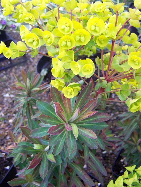 Buy Euphorbia In Variety By Mail Order