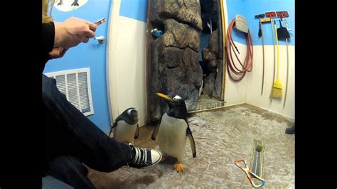 Moody gardens(r)en (@moodygardens) azkeneko txioak. Penguin Encounter at the Living Planet Aquarium in Sandy ...