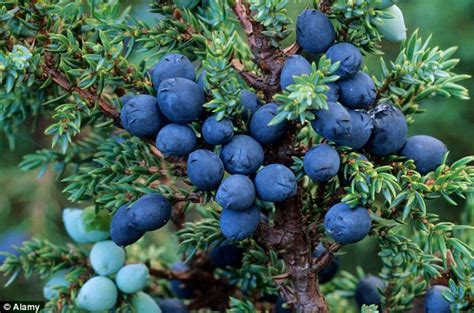 Often you will read they are too strong to eat raw, i don't feel that way. Gin under threat as fungal disease attacks juniper berries ...
