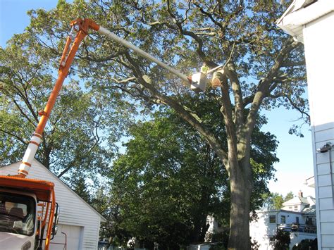 Nassau And Suffolk County Tree And Land Services Clearview Tree And Land