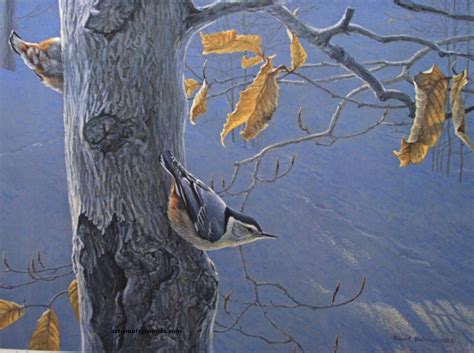 Robert Bateman White Breated Nuthatch On Beech Tree Limited Edition