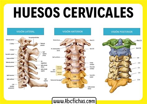Anatomía Y Huesos Del Cuello Y Las Cervicales