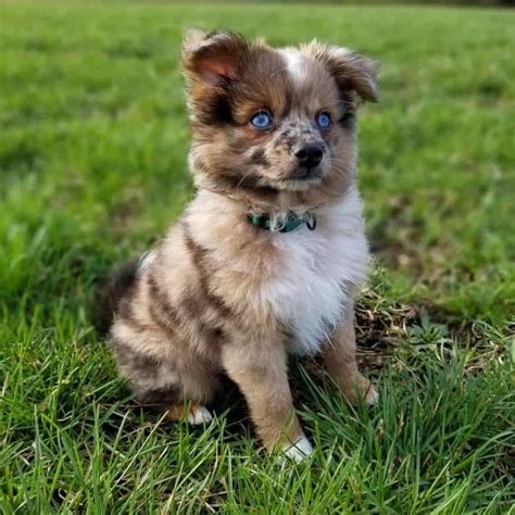 Is The Exuberant Aussie Pom The Right Dog Breed For You K9 Web