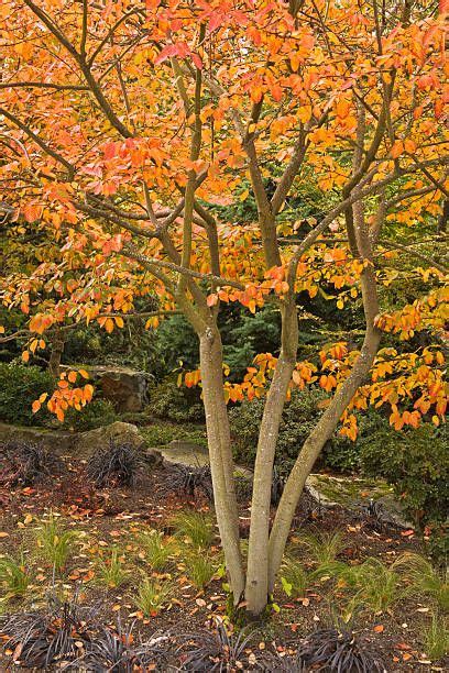 10 Fast Growing Shade Trees For Dappled Sunlight Where You Want It