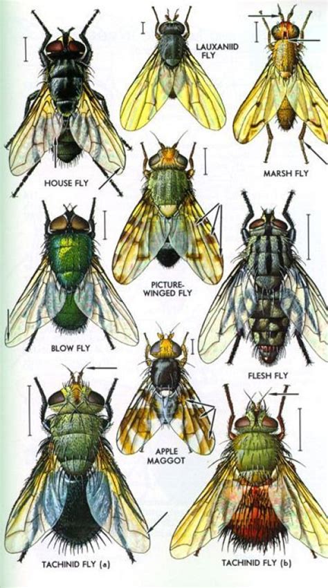 The Most Important Insect Orders Diptera Arthropods Arthropods