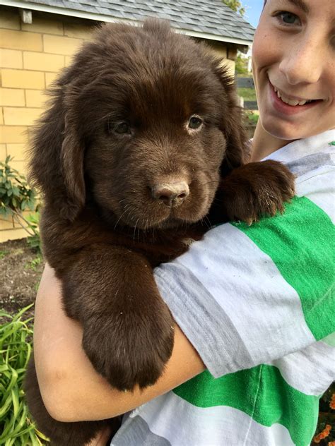 Newfoundlands Lifetime Puppies