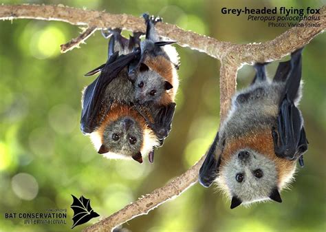 Grey Headed Flying Fox Bat Conservation International Animals Cute