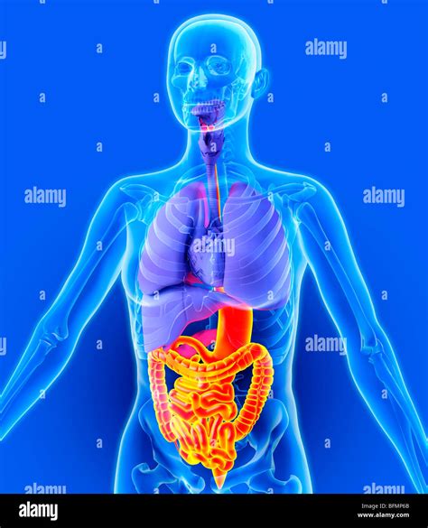 Digestive Tracts Hi Res Stock Photography And Images Alamy