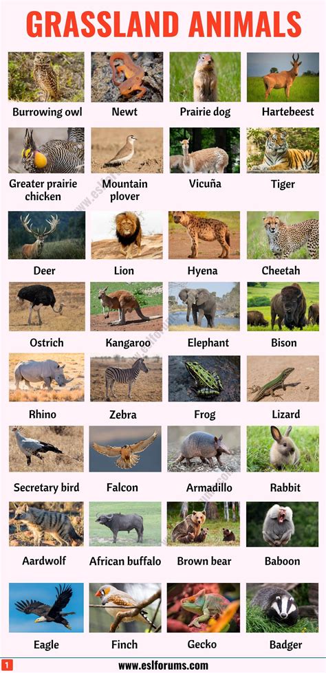 List Of Animals A Big Lesson Of Animal Names With The Pictures Esl