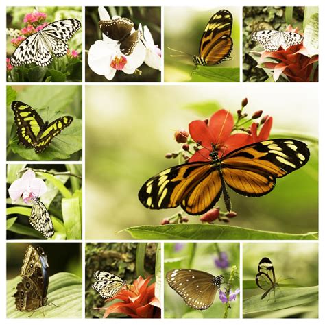 Hier finden tiere niststellen, insektenhotels. Garten der Schmetterlinge Foto & Bild | tiere, zoo ...