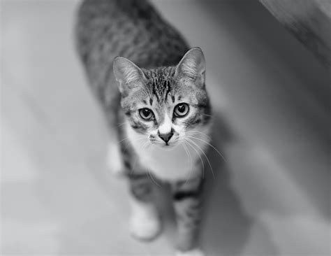 T i t l e : Grey Tabby Cat · Free Stock Photo