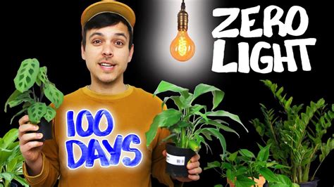 We Tested Houseplants In Zero Light The Results Were Shocking Youtube