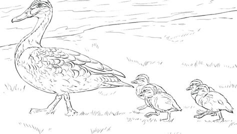 Daffy duck coloring pages for kid. Realistic Duck Coloring Pages at GetColorings.com | Free ...